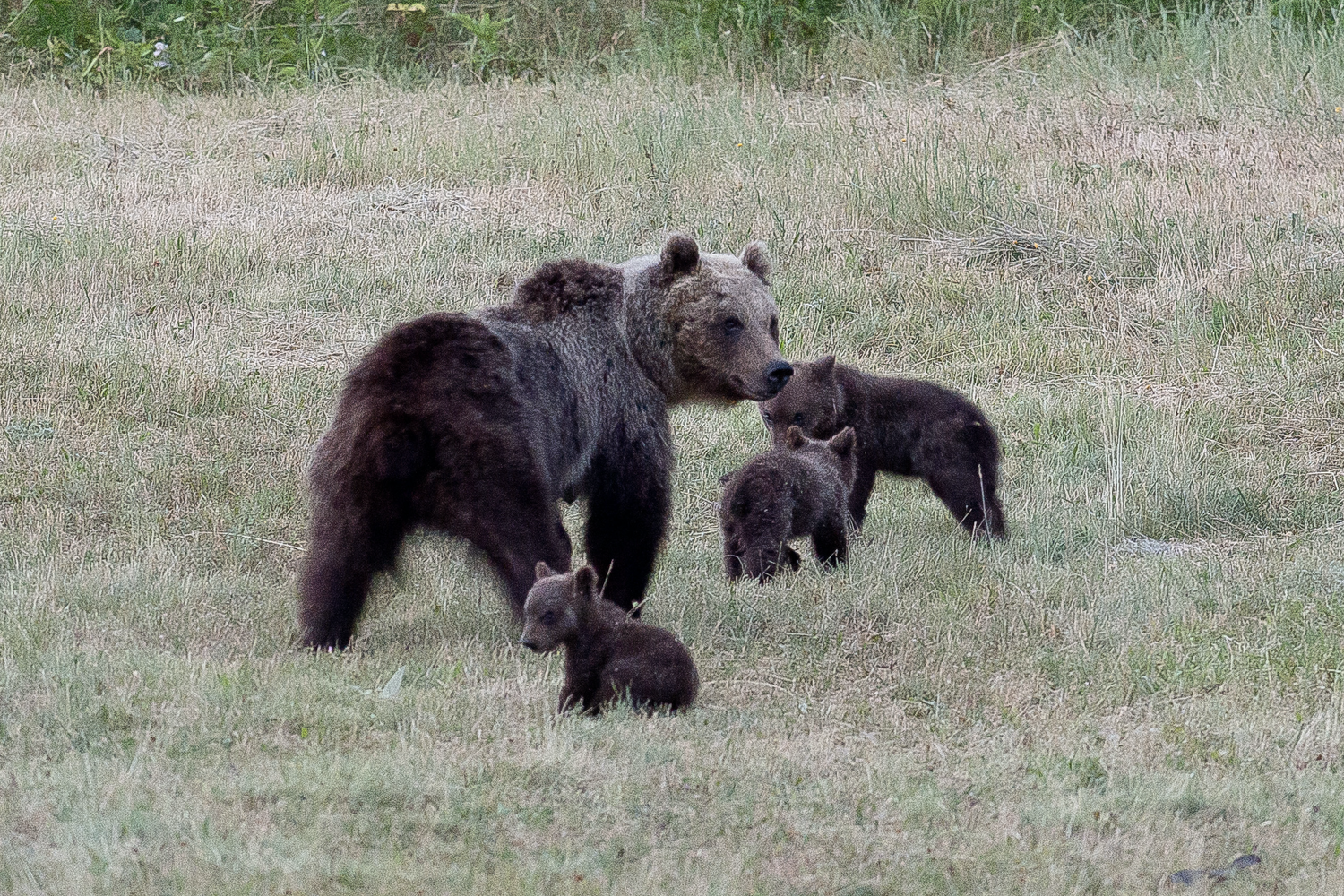 L'orsa Amarena con i suoi cuccioli &nbsp;