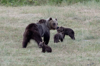 L'orsa Amarena con i suoi cuccioli &nbsp;