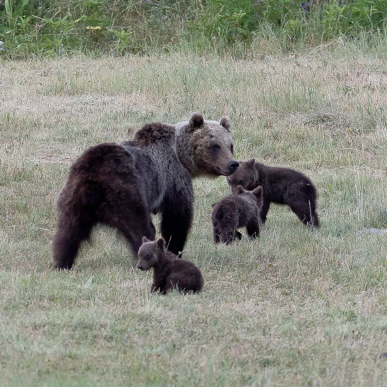 L'orsa Amarena con i suoi cuccioli &nbsp;