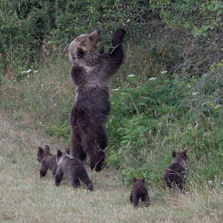 L'orsa Amarena con i suoi cuccioli &nbsp;