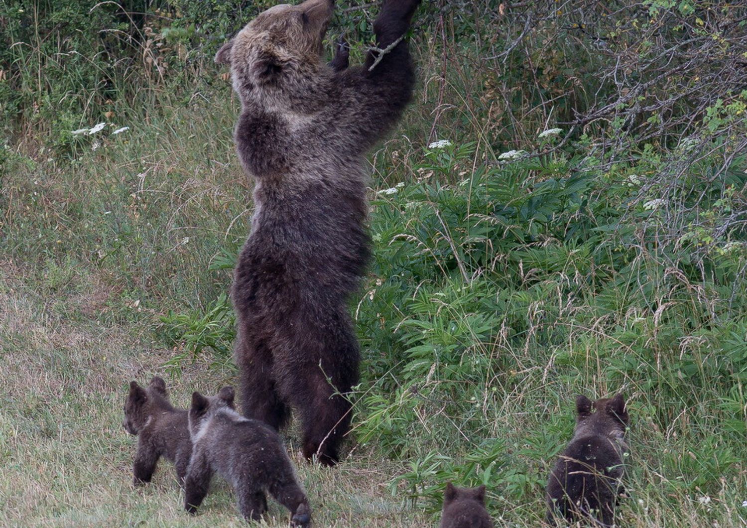 L'orsa Amarena con i suoi cuccioli &nbsp;