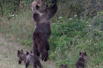 L'orsa Amarena con i suoi cuccioli &nbsp;