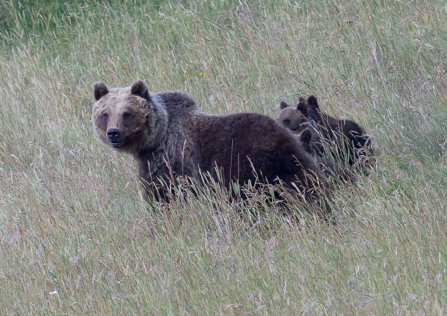 L'orsa Amarena con i suoi cuccioli &nbsp;