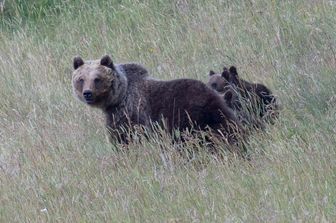 L'orsa Amarena con i suoi cuccioli &nbsp;