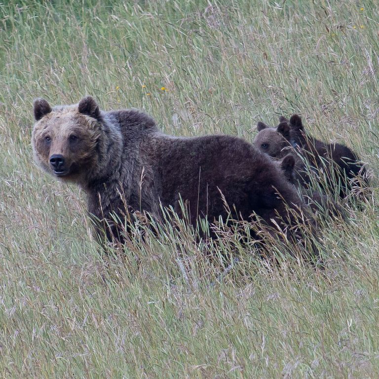 L'orsa Amarena con i suoi cuccioli &nbsp;