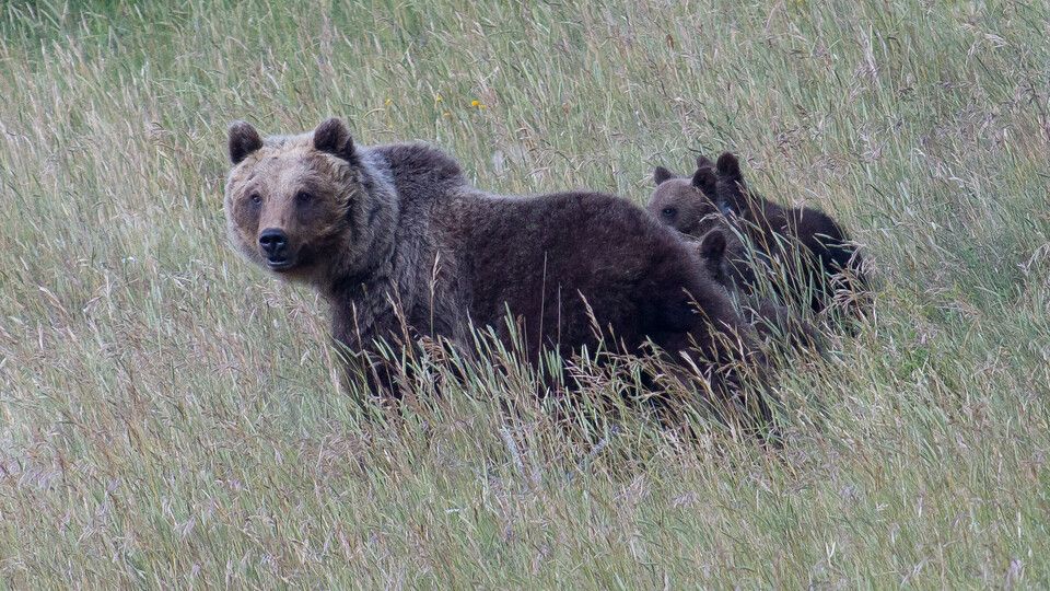 L'orsa Amarena con i suoi cuccioli &nbsp;