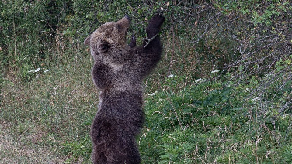 L'orsa Amarena con i suoi cuccioli &nbsp;