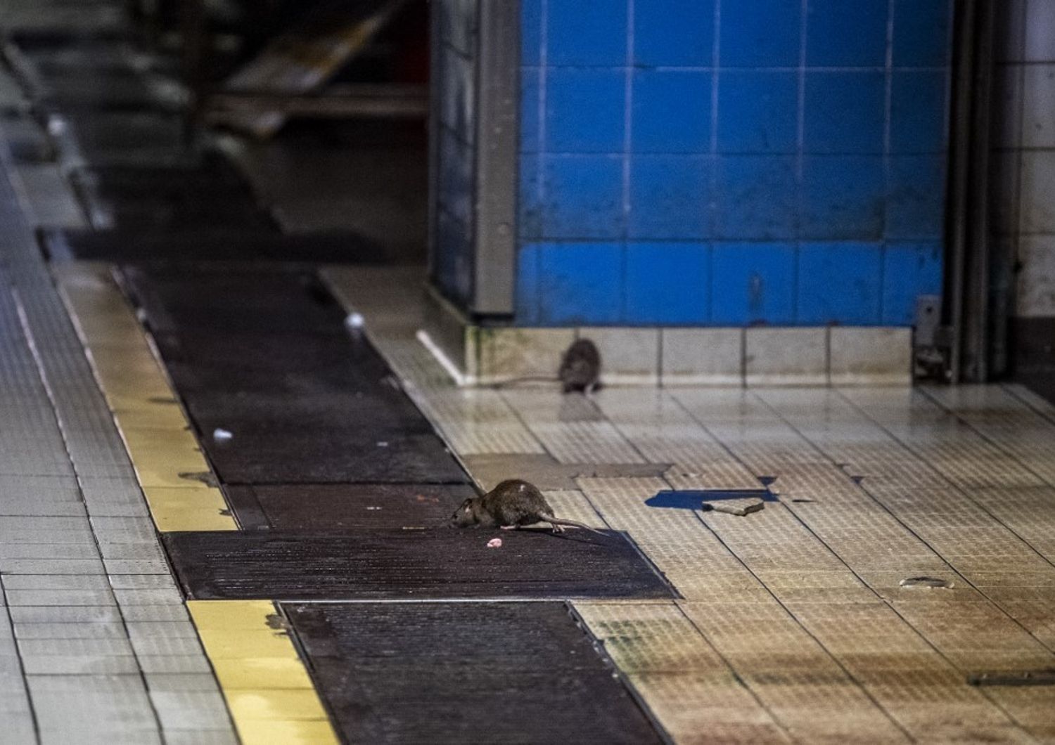 Ratti nella metropolitana