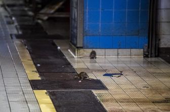 Ratti nella metropolitana