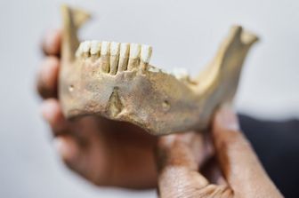 Homo heidelbergensis