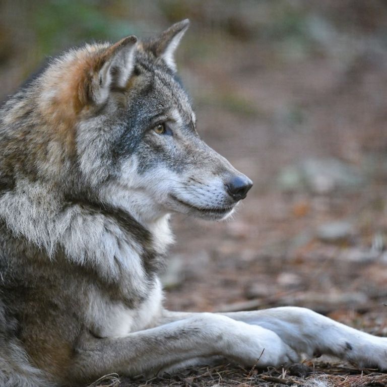 Un lupo nei boschi in Germania