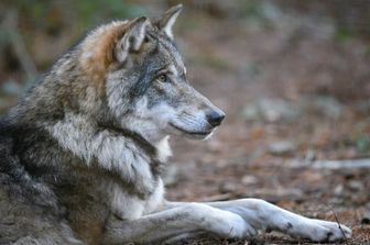 Un lupo nei boschi in Germania