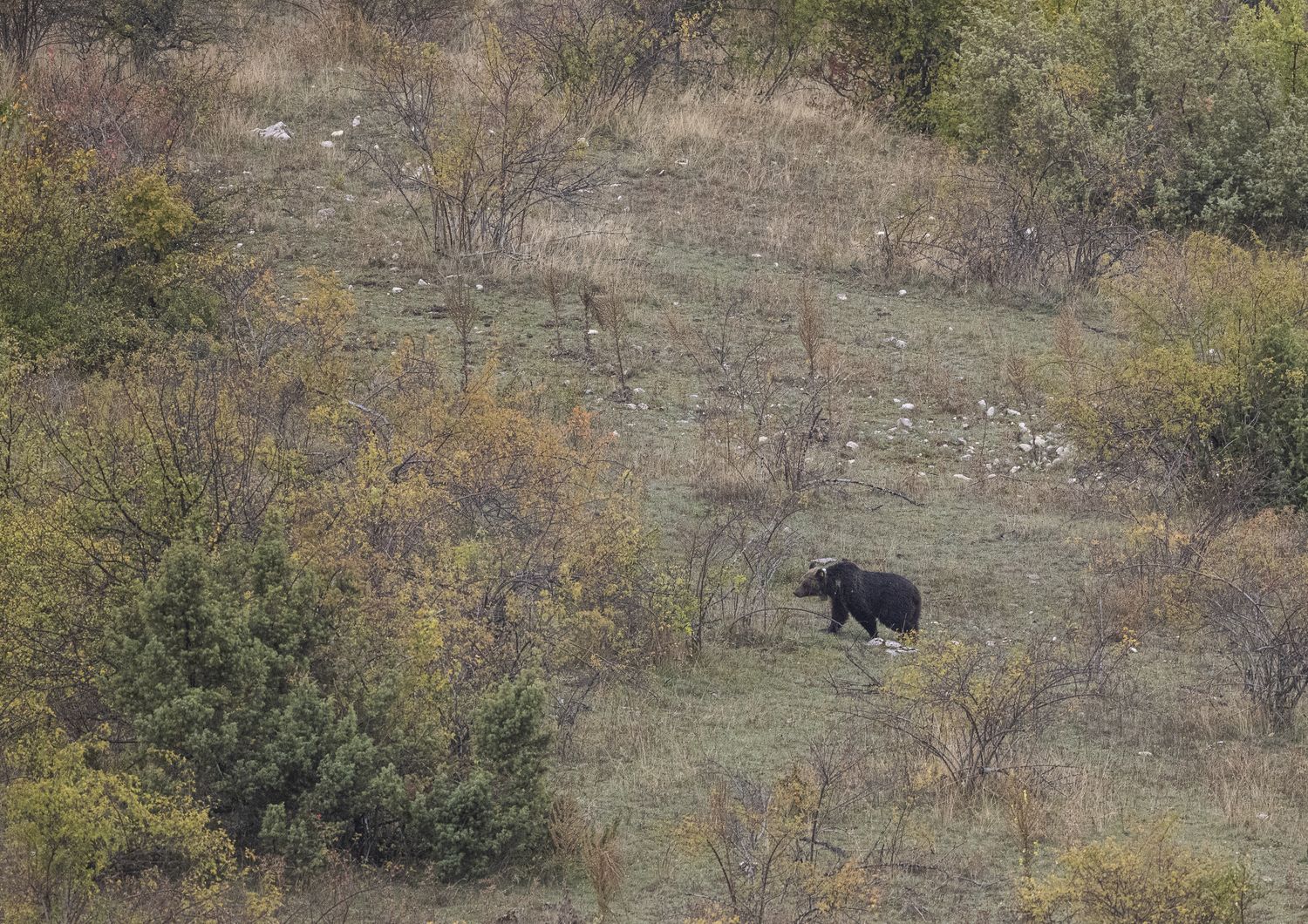 Un orso marsicano