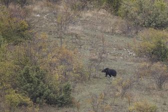 Un orso marsicano