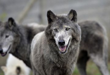 Da specie in pericolo a 'pericoloso'. La Ue pronta a rivalutare lo status  del lupo