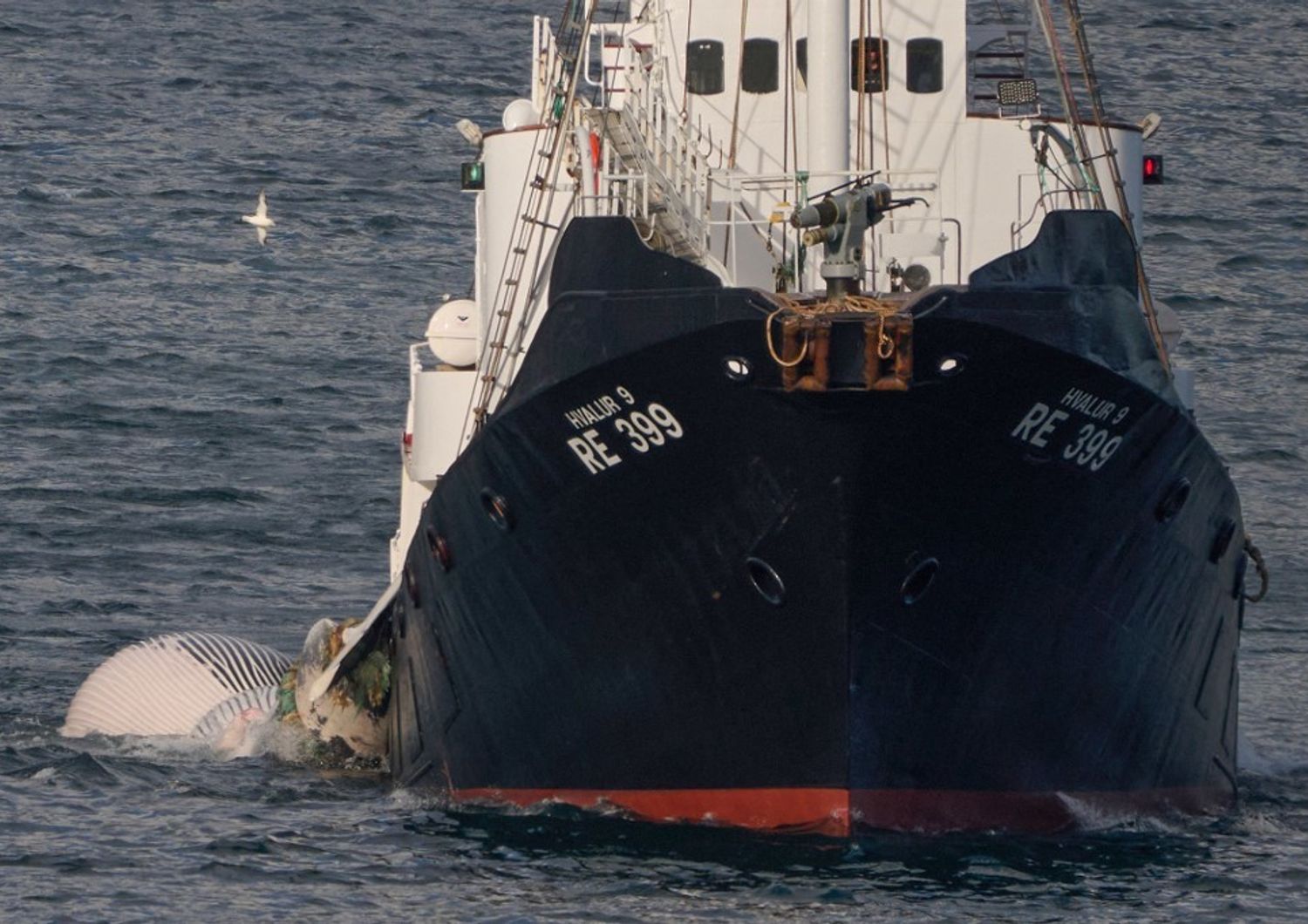 ridurre impatti navi contro animali marini