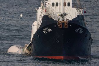 ridurre impatti navi contro animali marini