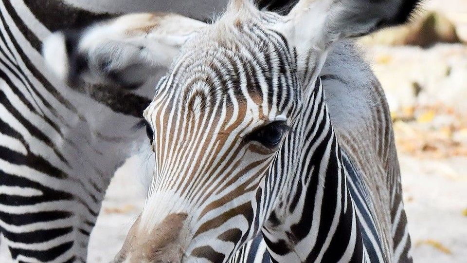 Zebra di Grey nata al Bioparco&nbsp;