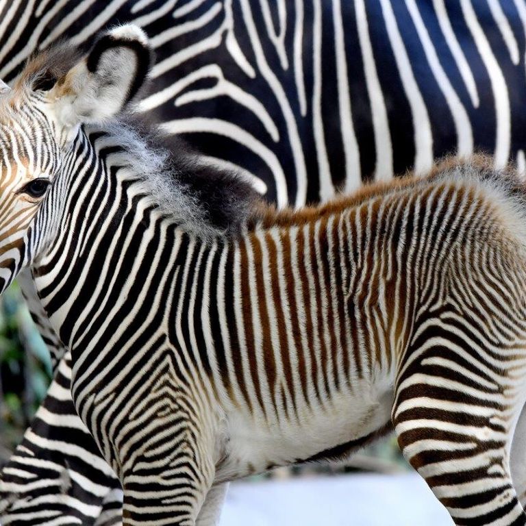 Zebra di Grey nata al Bioparco&nbsp;