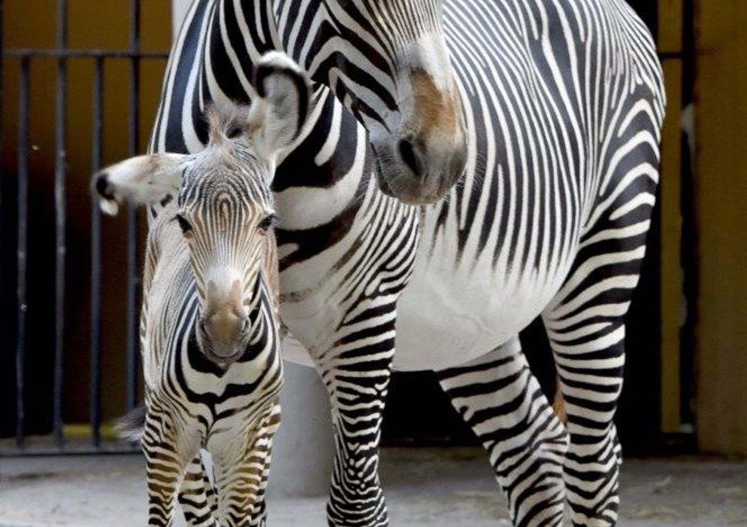 Zebra di Grey nata al Bioparco&nbsp;