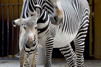 Zebra di Grey nata al Bioparco&nbsp;