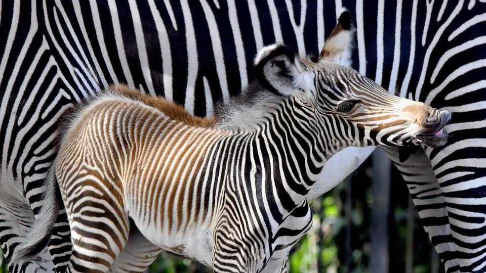 Zebra di Grey nata al Bioparco&nbsp;