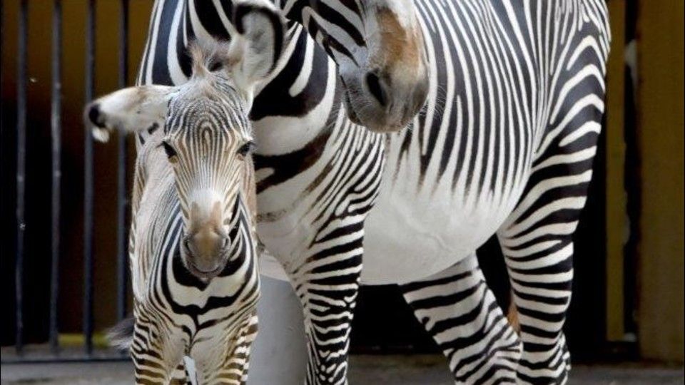 Zebra di Grey nata al Bioparco&nbsp;