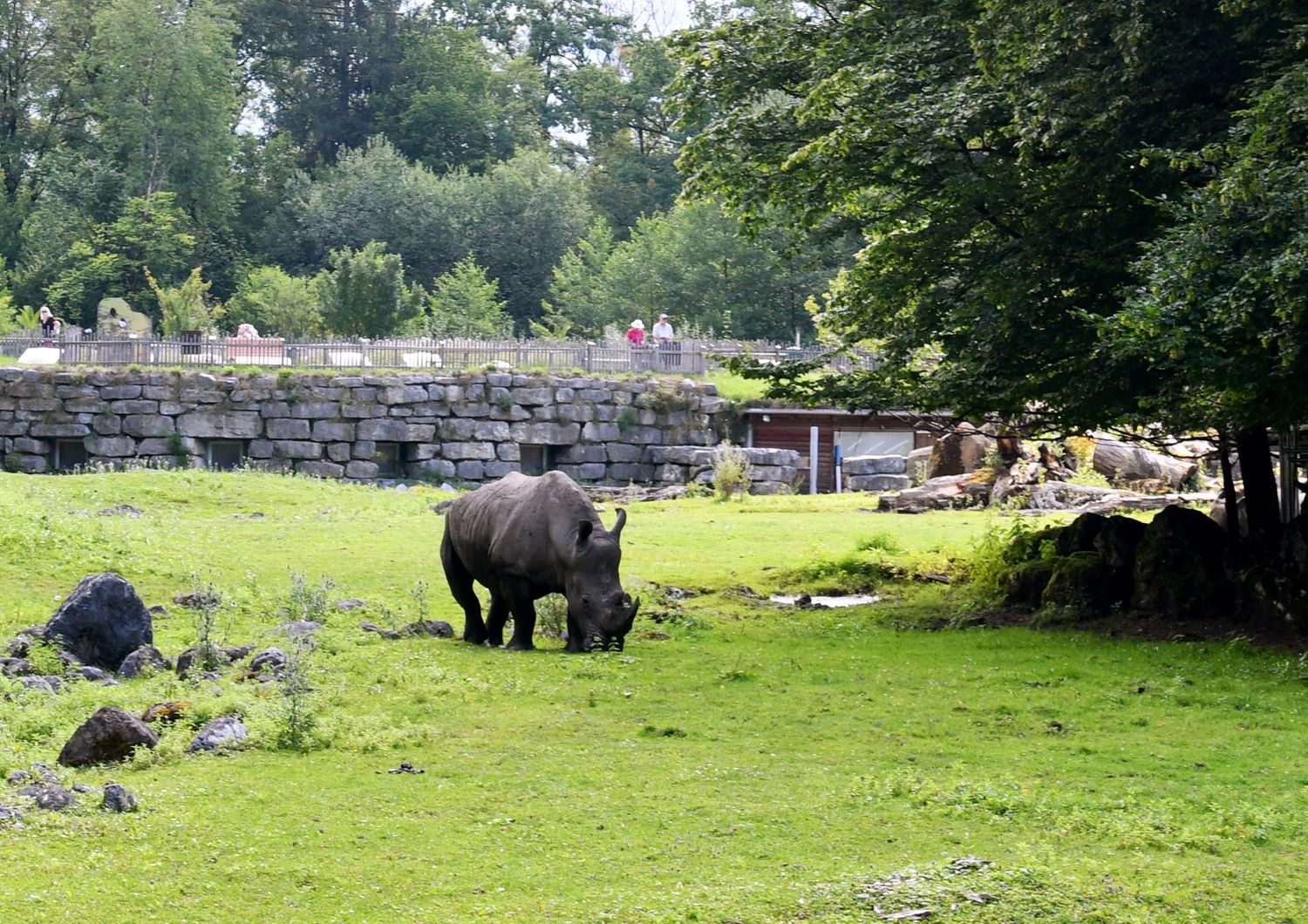 Un rinoceronte dello zoo di Salisburgo
