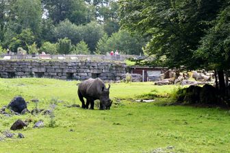 Un rinoceronte dello zoo di Salisburgo