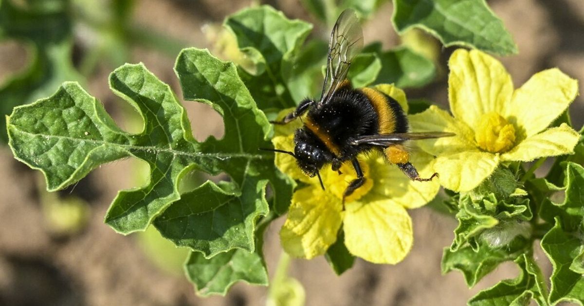 Perché le regine dei bombi rischiano grosso con l'uso dei pesticidi