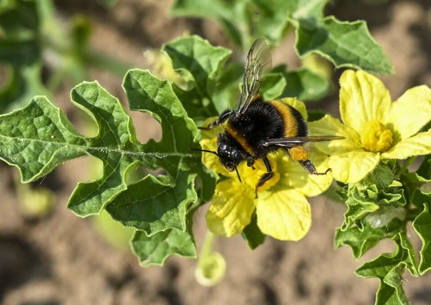 Perché le regine dei bombi rischiano grosso con l'uso dei pesticidi