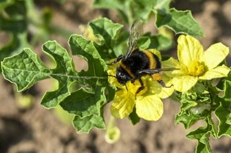 Perché le regine dei bombi rischiano grosso con l'uso dei pesticidi