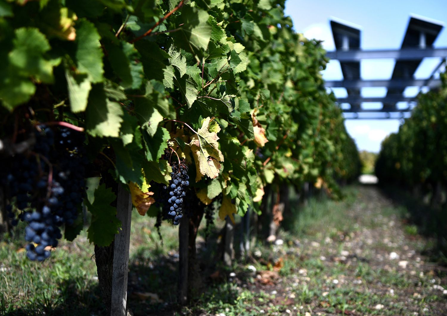 carlo bordeaux castello vigne bio resort