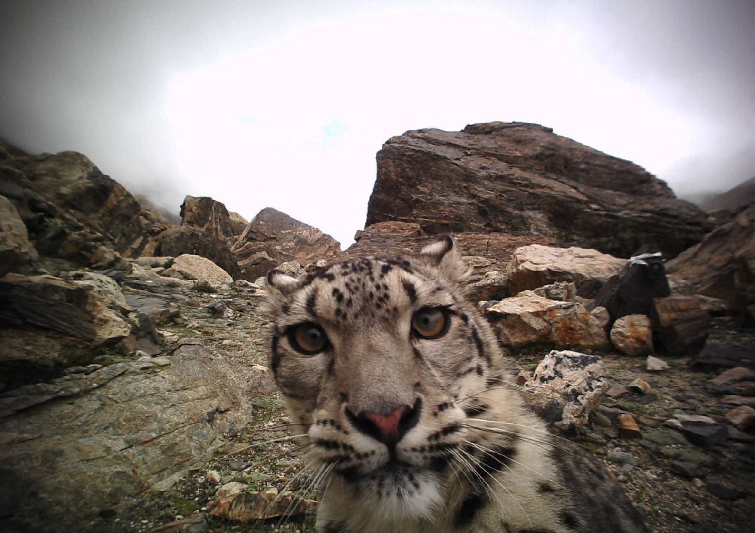 Un leopardo delle nevi &quot;catturato&quot; da una trappola fotografica