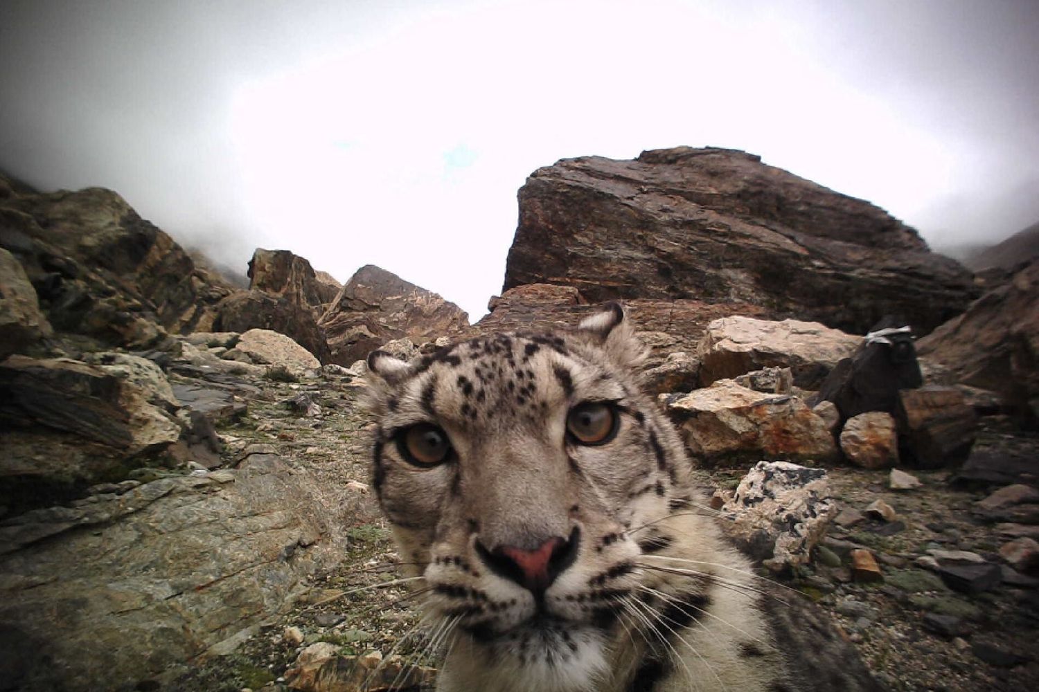 Un leopardo delle nevi &quot;catturato&quot; da una trappola fotografica