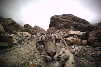 Un leopardo delle nevi &quot;catturato&quot; da una trappola fotografica