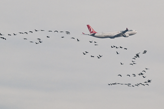 bird strike aerei incidenti