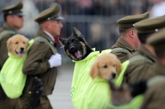 I cuccioli di cane in via di addestramento hanno sfilato all'annuale parata militare che si tiene in Cile in occasione del Giorno dell'Indipendenza.