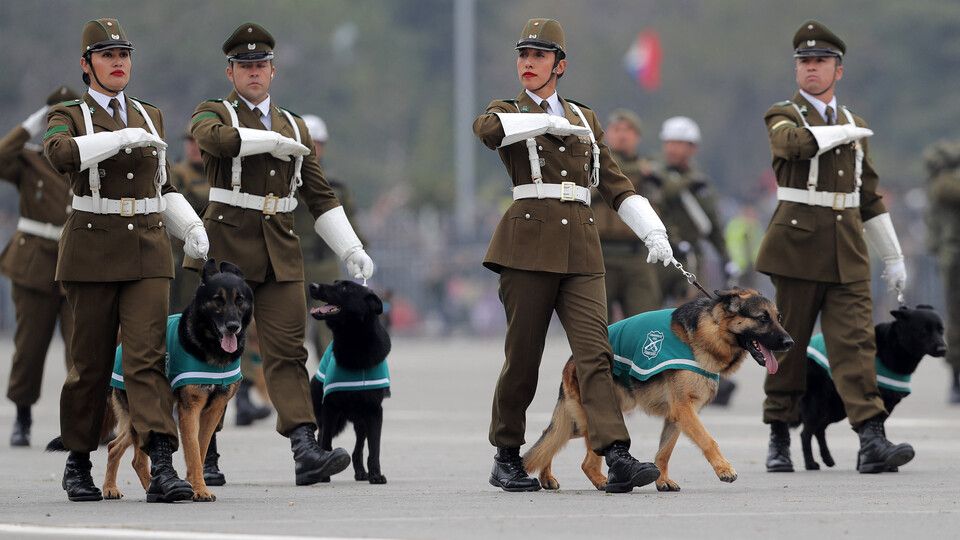 Erano presenti anche i colleghi pi&ugrave; anziani dei cuccioli.
