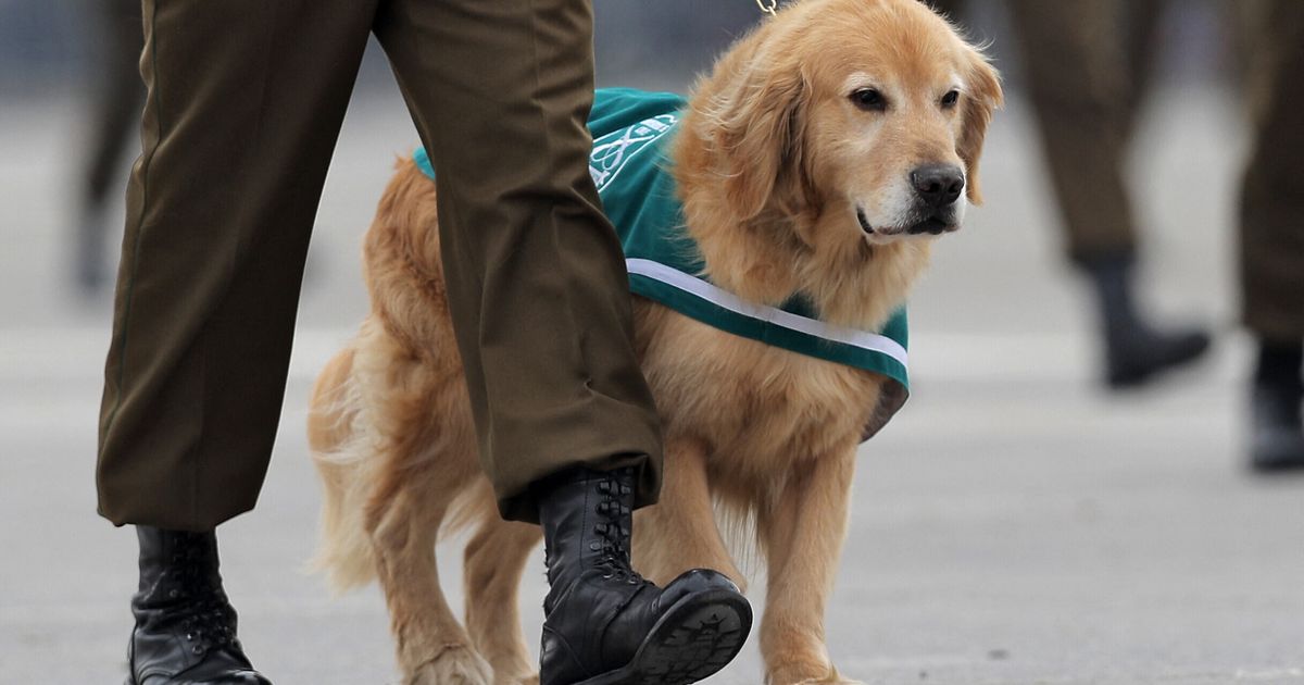 La Russa vuole portare Fido al Senato