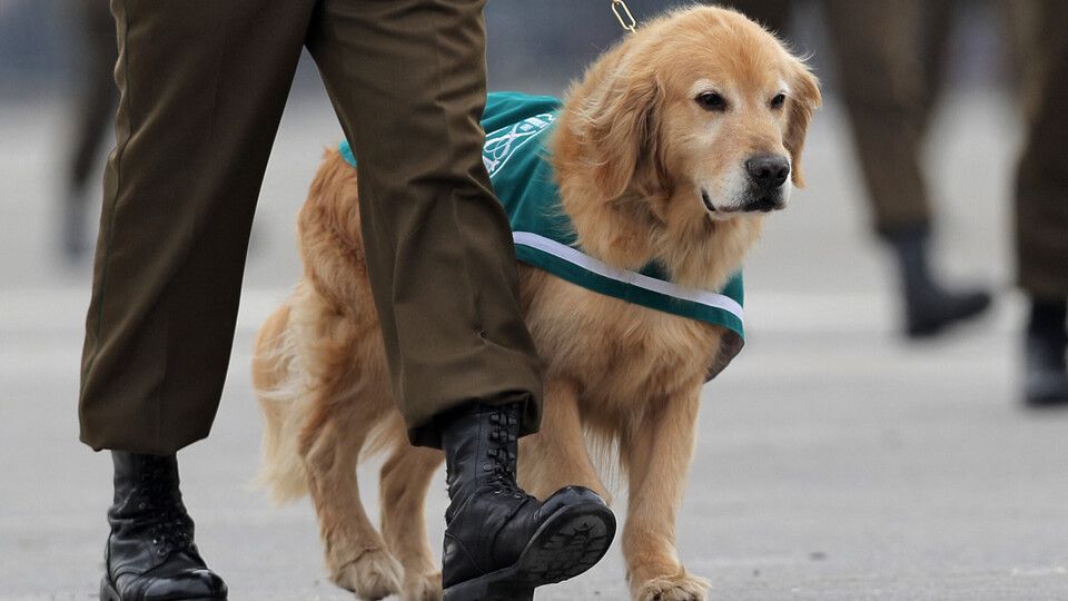 Per i cani poliziotto gi&agrave; in servizio &egrave; prevista un uniforme verde