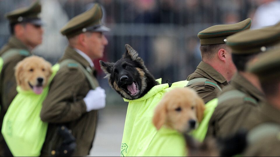 I cuccioli di cane in via di addestramento hanno sfilato all'annuale parata militare che si tiene in Cile in occasione del Giorno dell'Indipendenza.