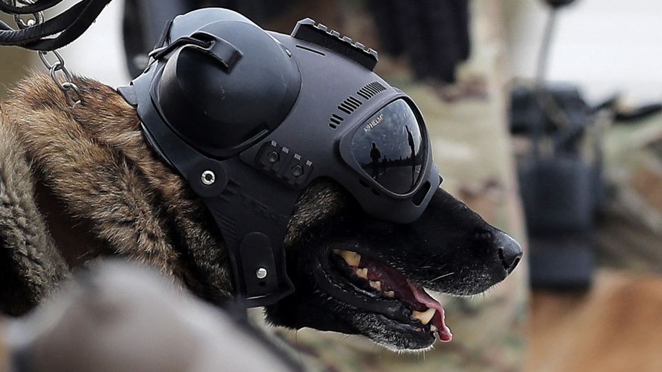 Gli animali fanno parte dell'unit&agrave; K9, il reparto cinofilo dei &quot;Carabineros&quot;.