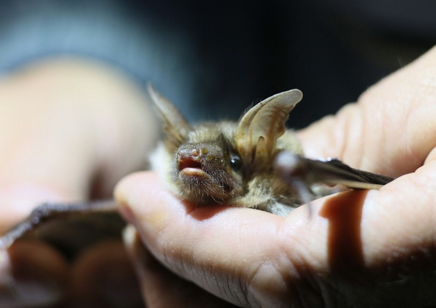 Pipistrello studiato in laboratorio