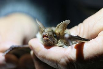 Pipistrello studiato in laboratorio