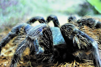 Una tarantola blu