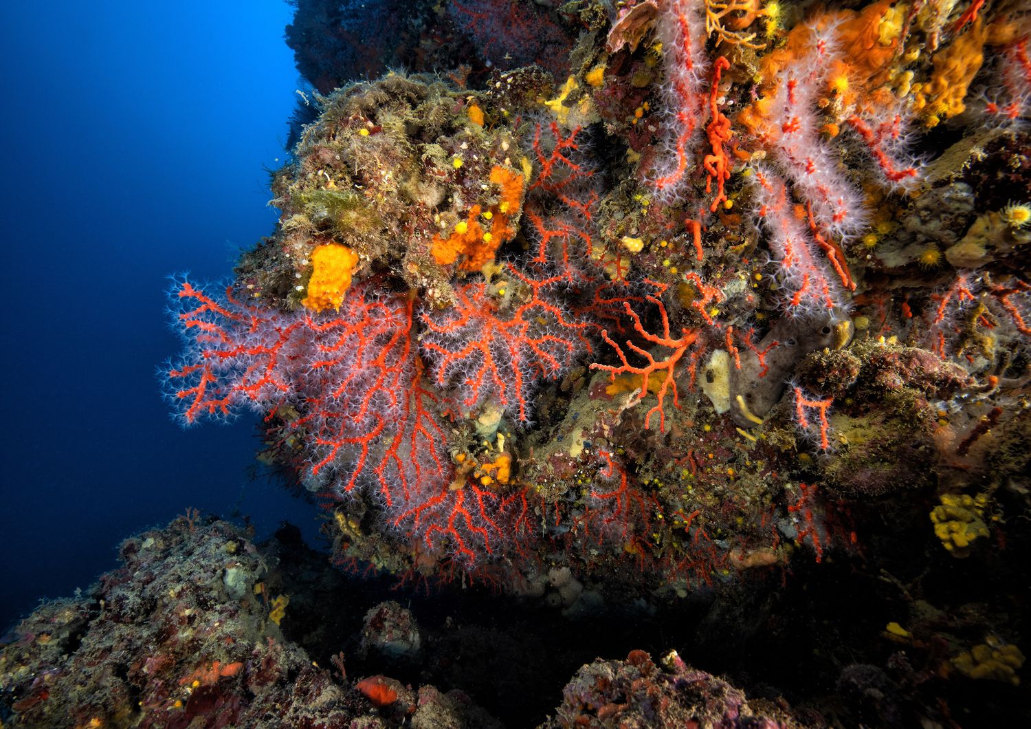 mediterraneto record coralli ma posidonia ridotta