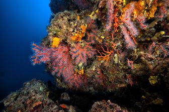mediterraneto record coralli ma posidonia ridotta