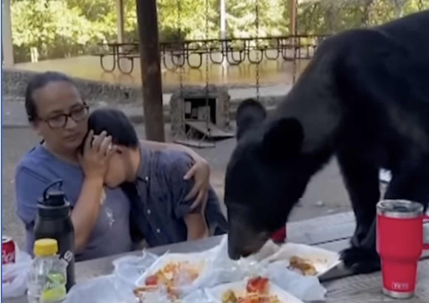 madre scudo figlio mentre orso divora picnic