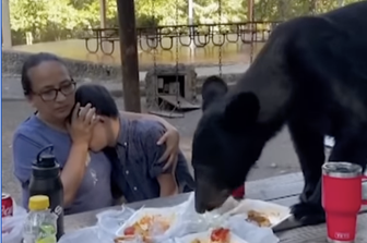 madre scudo figlio mentre orso divora picnic